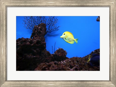Framed YellowTang fish Print