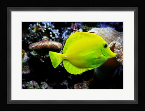 Framed YellowTang Print