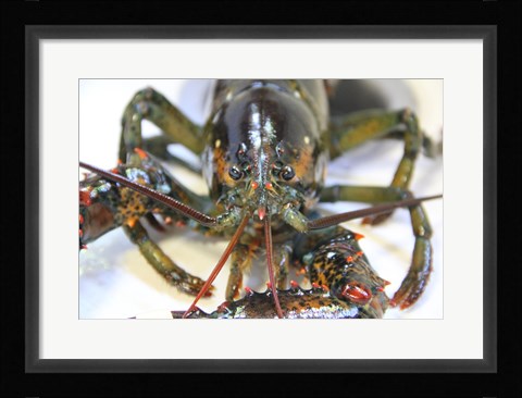 Framed Lobstah Print