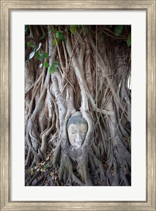 Framed Buddha Head in the Roots of a Tree Print