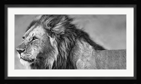 Framed Lion Eyes Print
