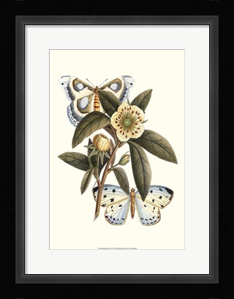 Framed Butterfly Oasis I Print