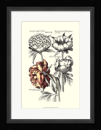 Framed Tinted Floral I Print