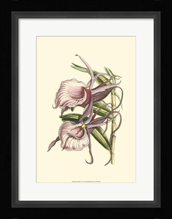 Framed Lilac Orchid IV Print