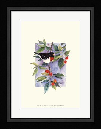 Framed Red-Breasted Grosbeak Print