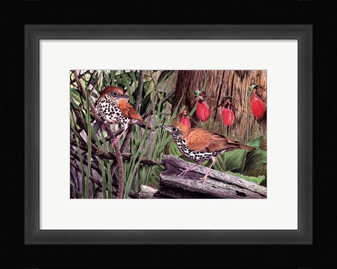 Framed Thrush Print