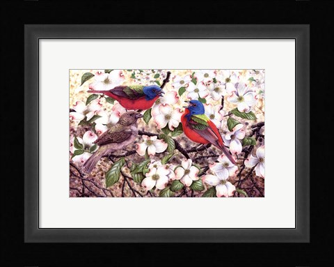 Framed Painted Bunting Print