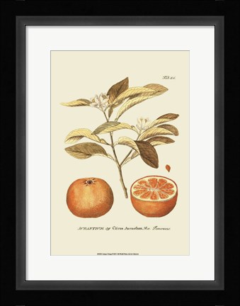 Framed Antique Orange Print