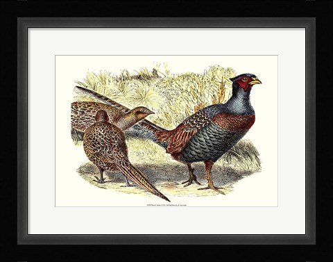 Framed Pheasant Varieties I Print