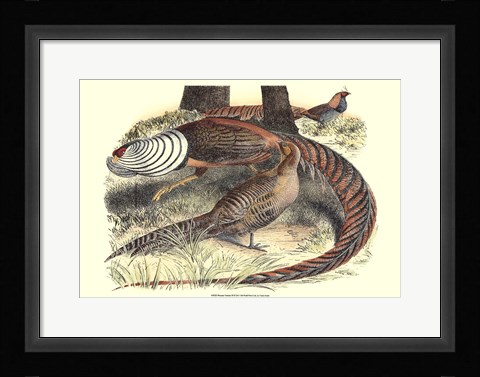 Framed Pheasant Varieties III Print