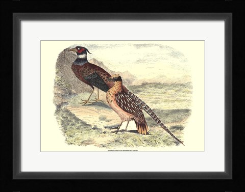 Framed Pheasant Varieties IV Print