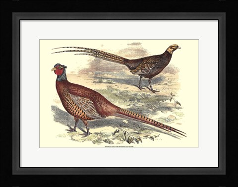 Framed Pheasant Varieties V Print