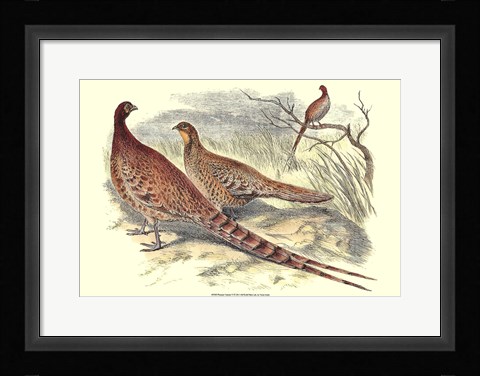 Framed Pheasant Varieties VI Print
