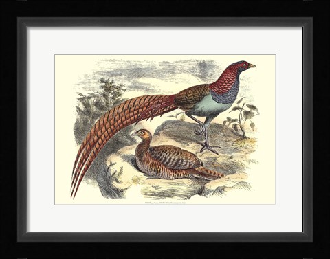 Framed Pheasant Varieties VII Print