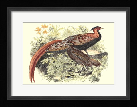Framed Pheasant Varieties VIII Print