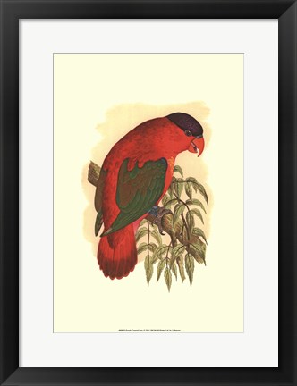 Framed Purple-Capped Lory Print