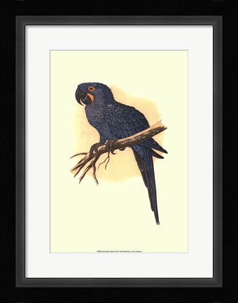 Framed Hyacinthine Macaw Print