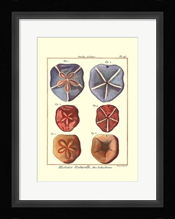 Framed Sand Dollars I Print