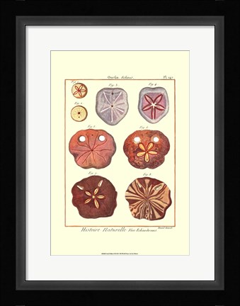 Framed Sand Dollars II Print