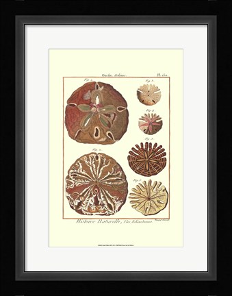 Framed Sand Dollars III Print