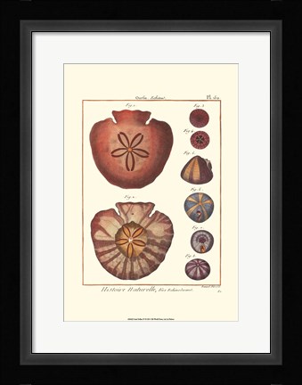 Framed Sand Dollars IV Print