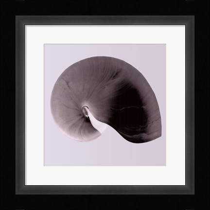 Framed Nautilus Twin II Print