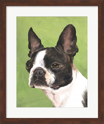 Framed Dog Portrait-Boston Print