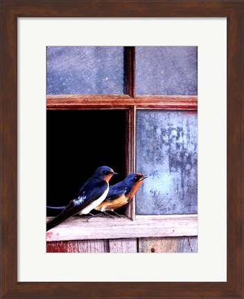 Framed Barn Swallows Window Print