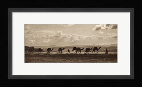 Framed Egyptian Camel Transport Print
