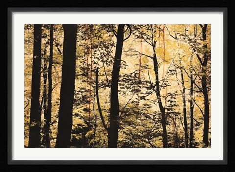 Framed Golden Wood Print