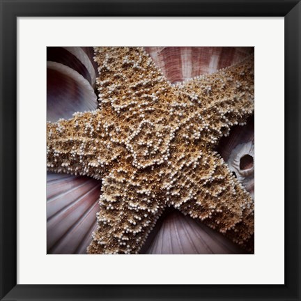 Framed Macro Shells I Print