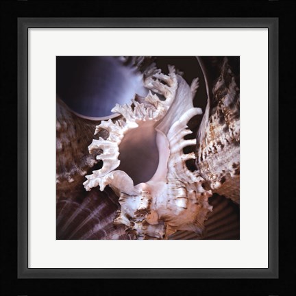 Framed Macro Shells II Print