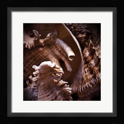 Framed Macro Shells IV Print