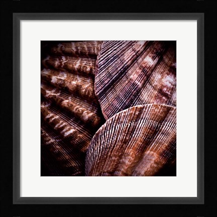 Framed Macro Shells V Print