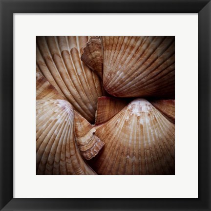 Framed Macro Shells VI Print
