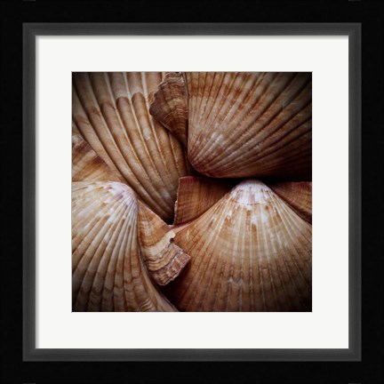 Framed Macro Shells VI Print