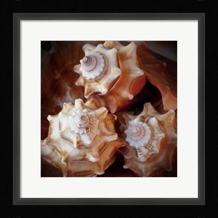Framed Macro Shells VII Print