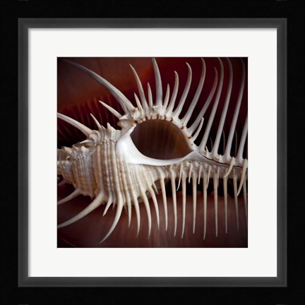 Framed Macro Shells VIII Print