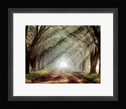 Framed Evergreen Plantation B Print