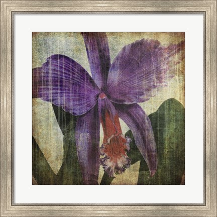 Framed Pacific Orchid II Print