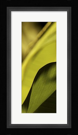 Framed Leaf Detail I Print