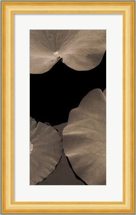 Framed Lotus II Print