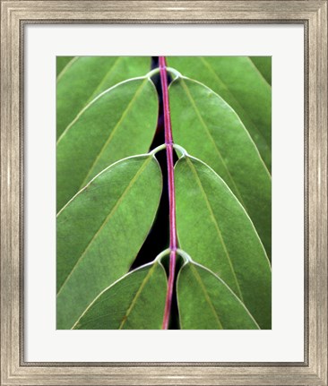 Framed Leaf Design II Print