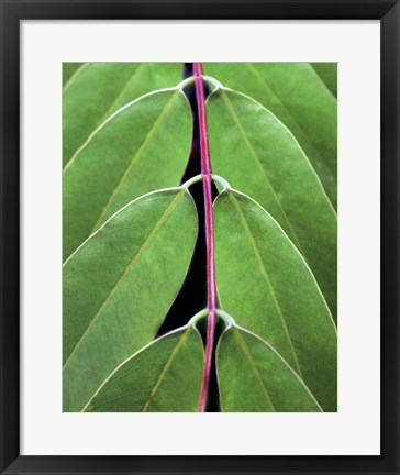 Framed Leaf Design II Print