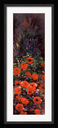 Framed Dahlia Garden II Print