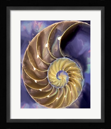 Framed Shell Extraction II Print