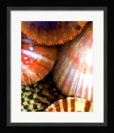 Framed Shell Extraction III Print
