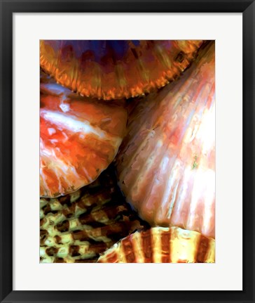 Framed Shell Extraction III Print
