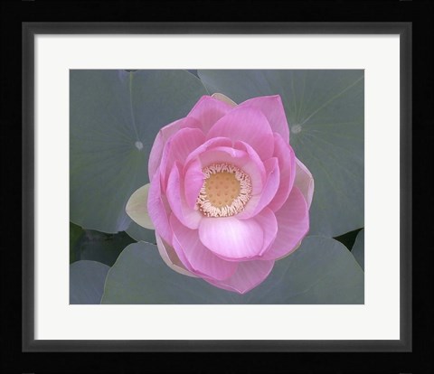 Framed Blushing Lotus I Print