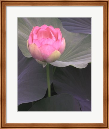 Framed Blushing Lotus II Print